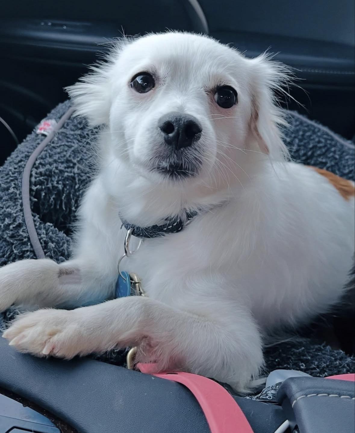 Enlarge Kris, an adopted mixed breed in Pasadena, CA image 3/5