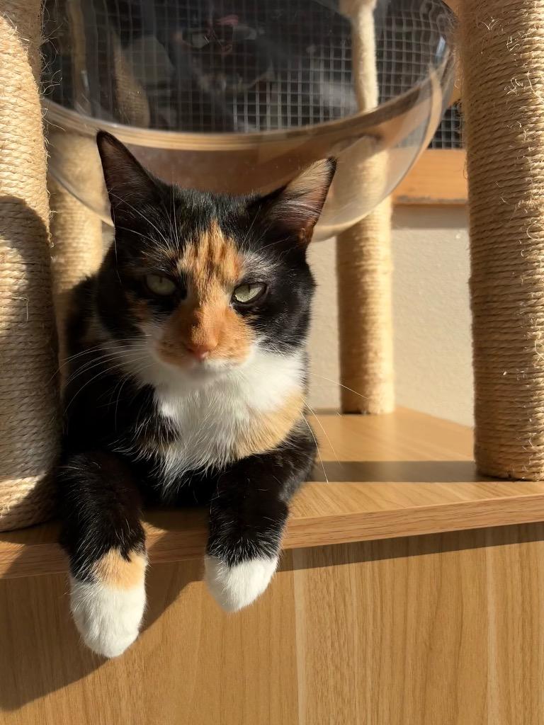 Twilight, Adoptable, Young Female Domestic Short Hair.