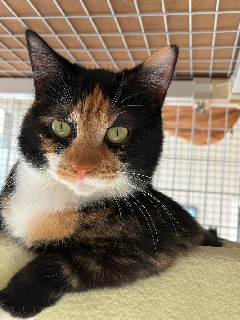 Twilight, Adoptable, Young Female Domestic Short Hair.
