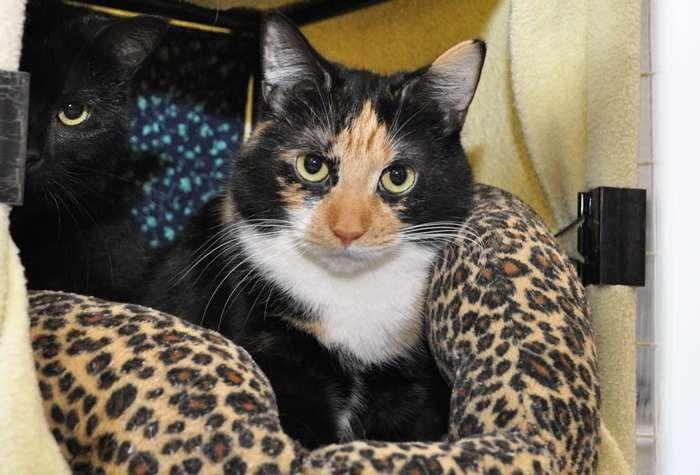 Twilight, a Adoptable mixed breed in Coupeville, WA image 2/4