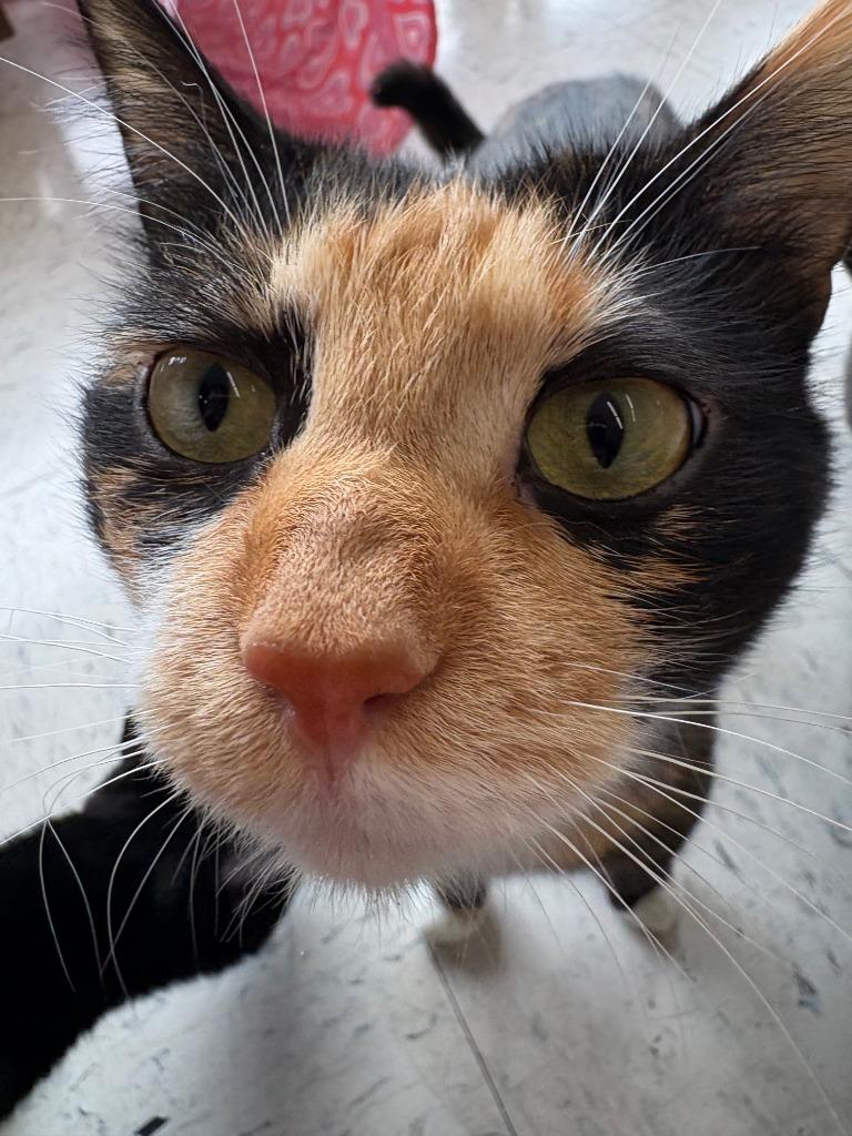 Twilight, a Adoptable mixed breed in Coupeville, WA image 4/4