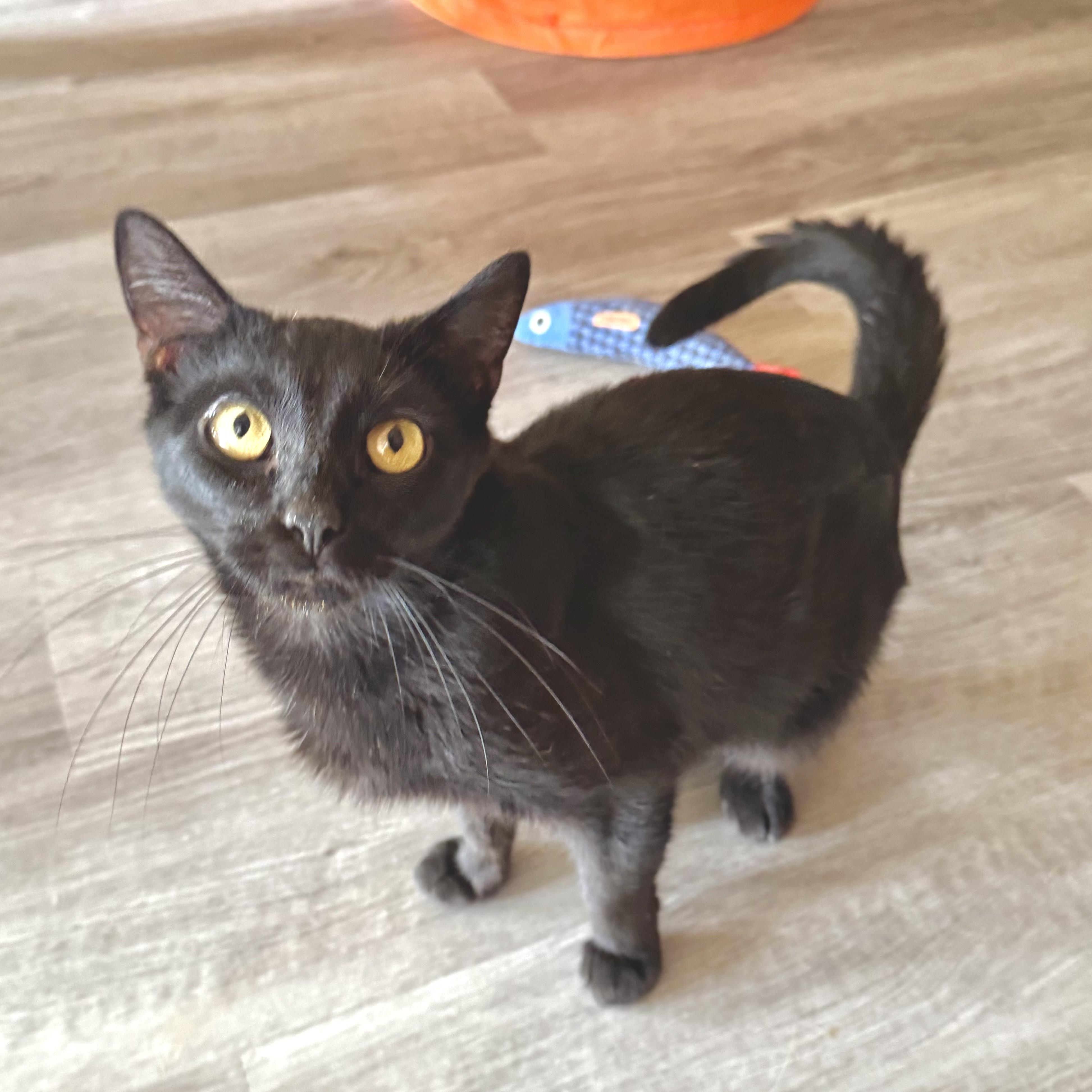 Enlarge Luna, a Adoptable Domestic Short Hair in North Tonawanda, NY image 3/6