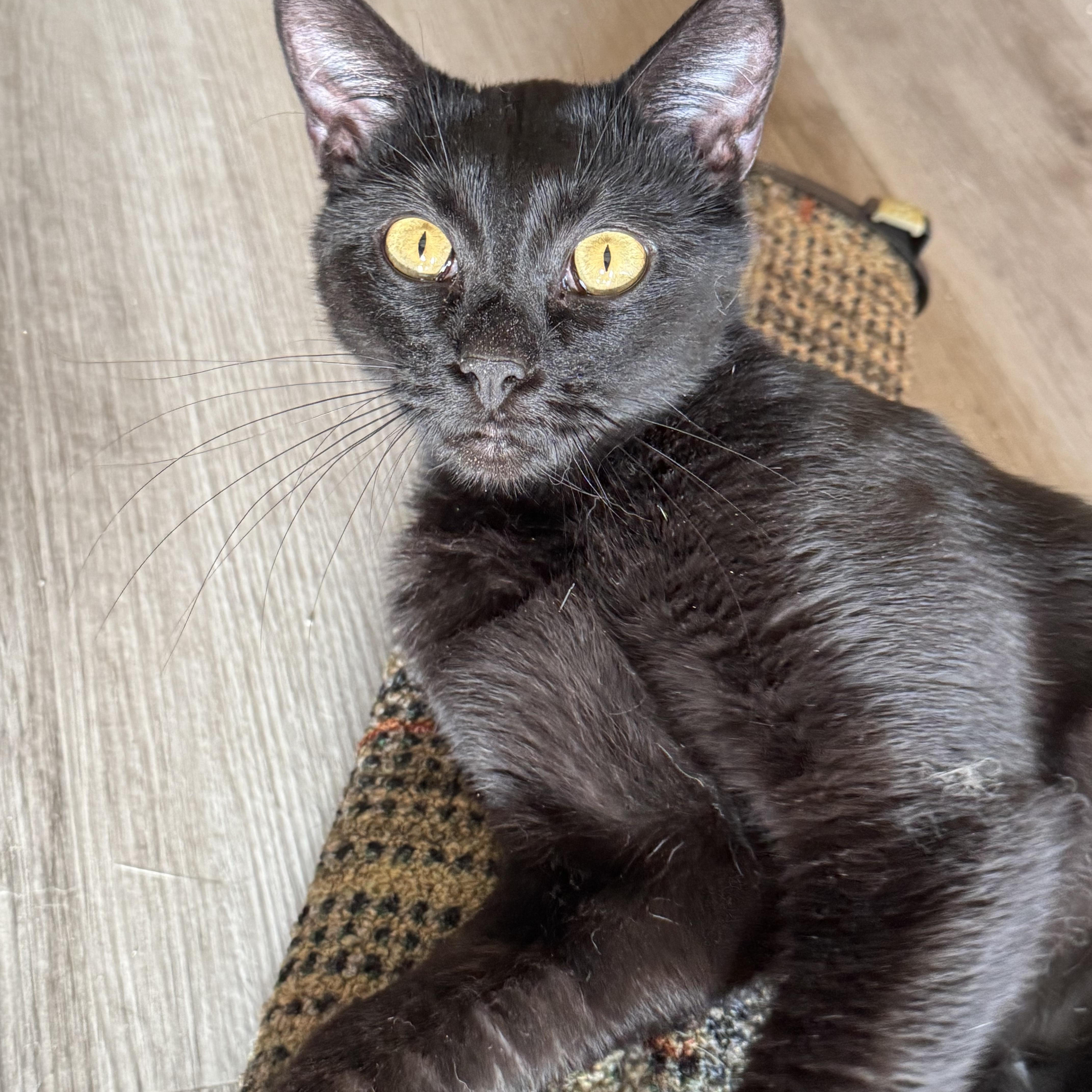 Luna, Adoptable, Adult Female Domestic Short Hair.