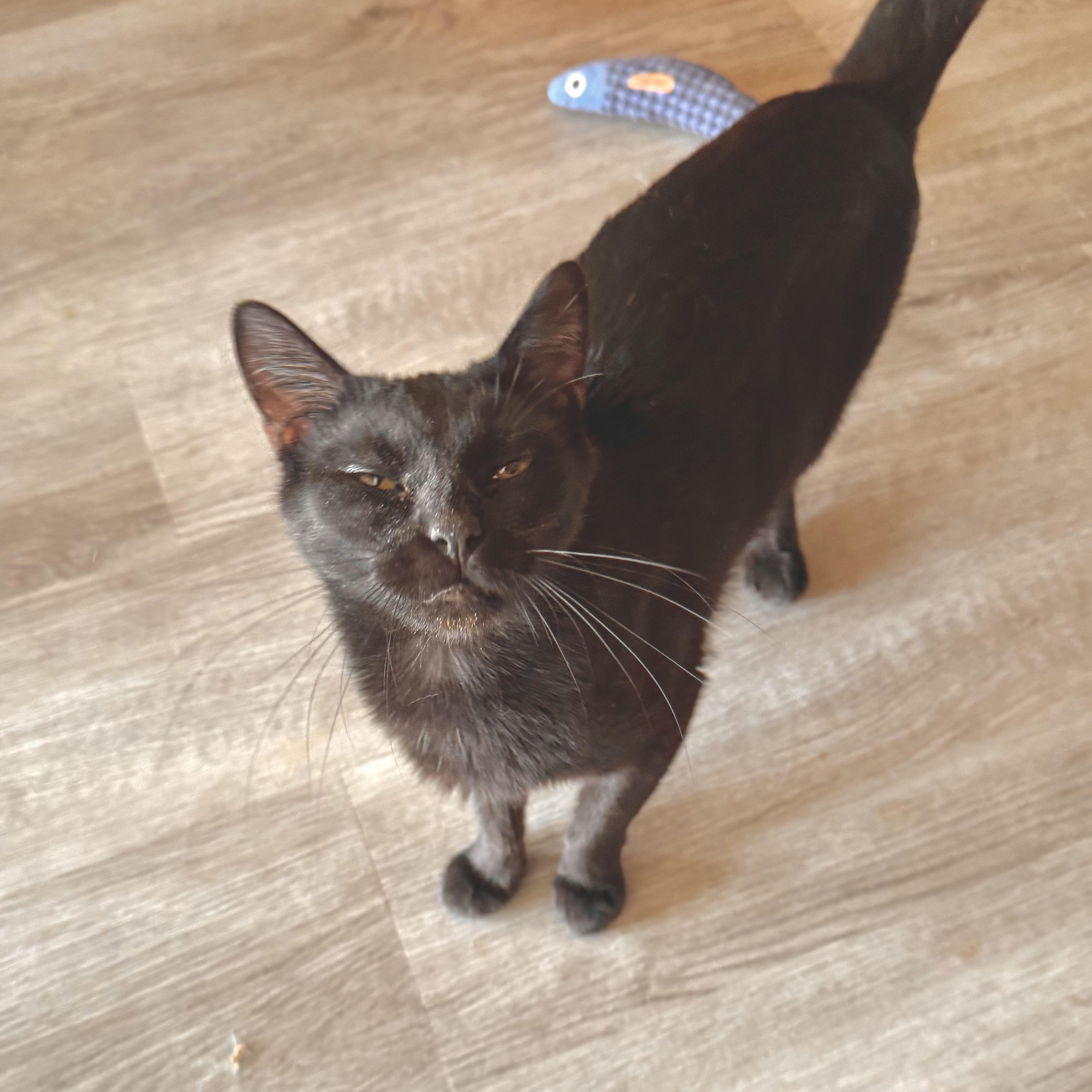 Enlarge Luna, a Adoptable Domestic Short Hair in North Tonawanda, NY image 6/6