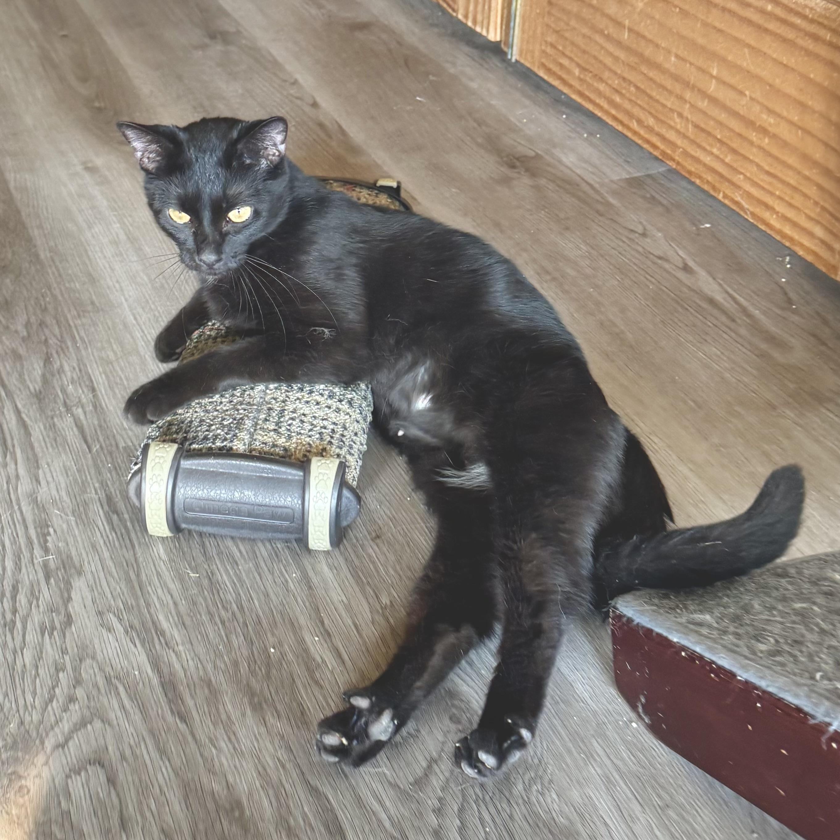 Enlarge Luna, a Adoptable Domestic Short Hair in North Tonawanda, NY image 5/6