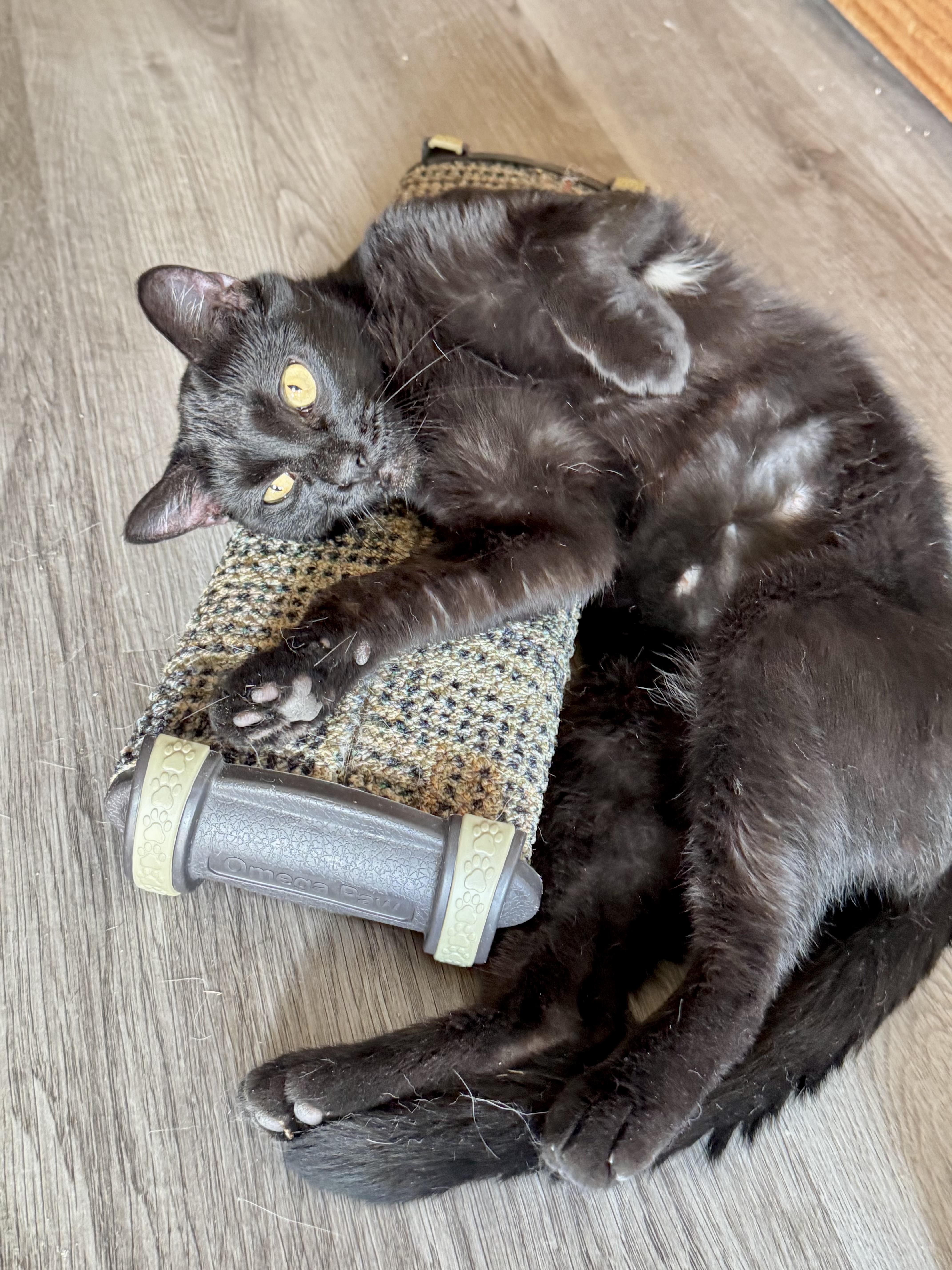 Enlarge Luna, a Adoptable Domestic Short Hair in North Tonawanda, NY image 2/6