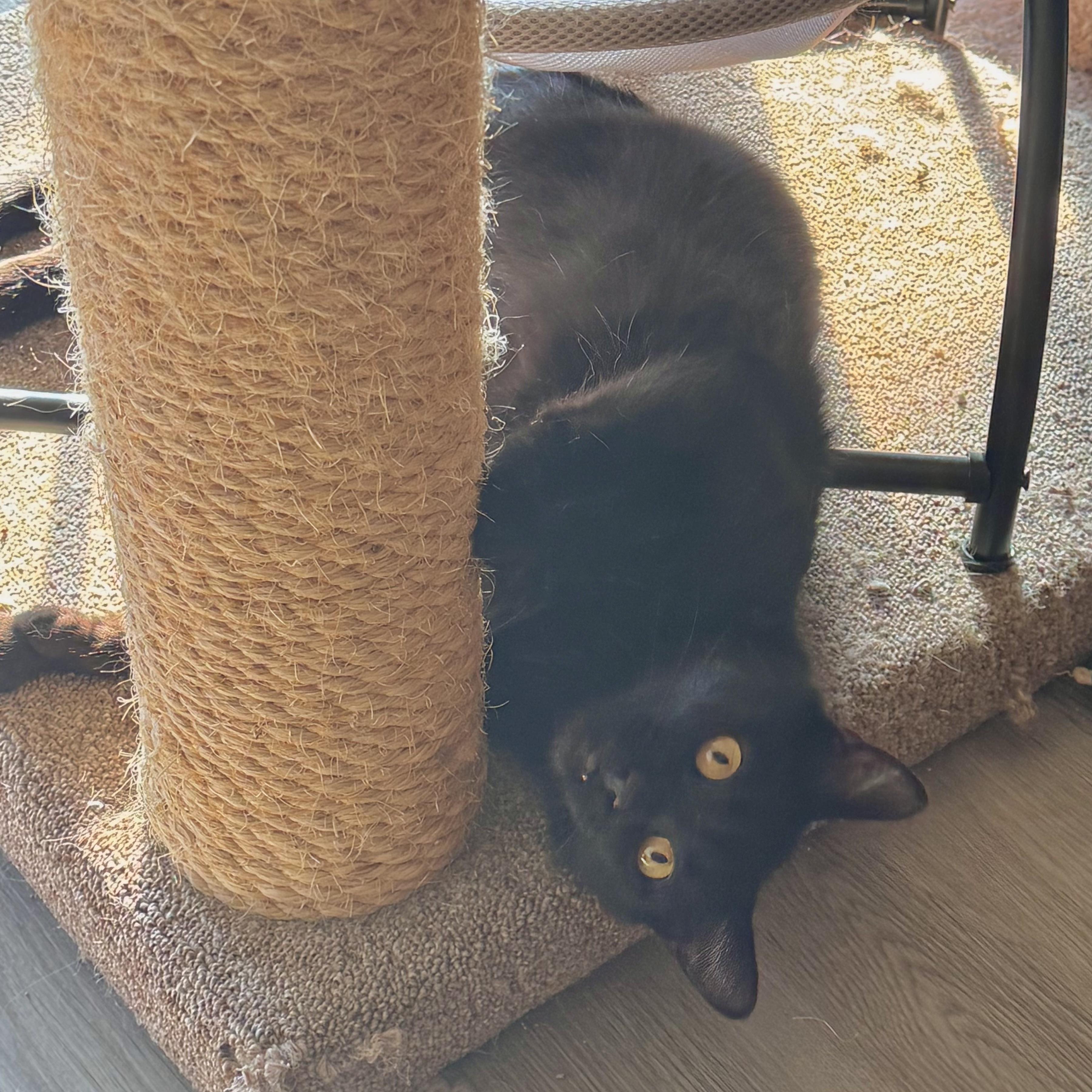 Enlarge Luna, a Adoptable Domestic Short Hair in North Tonawanda, NY image 4/6