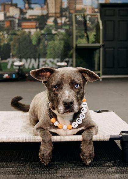 Enlarge Yami, a Adoptable mixed breed in Sevierville, TN image 1/5