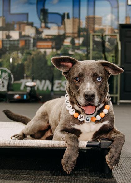 Enlarge Yami, a Adoptable mixed breed in Sevierville, TN image 2/5