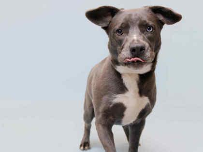 Enlarge Yami, a Adoptable mixed breed in Sevierville, TN image 4/5