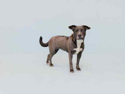 Enlarge Yami, a Adoptable mixed breed in Sevierville, TN image 5/5