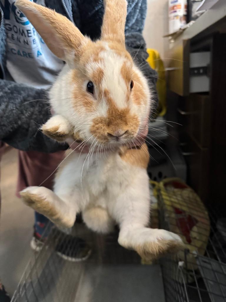 Enlarge Mowie, a Adoptable American in Clarksville, TN image 1/1