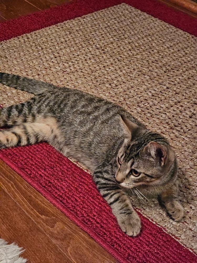 Enlarge Sedona, a Adoptable Domestic Short Hair in Pittstown, NJ image 6/6