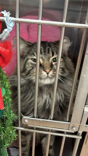 UMA, Adoptable, Young Female Domestic Medium Hair.