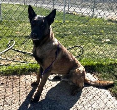 Enlarge 60820191, a ADOPTABLE Belgian Shepherd / Malinois in Elko, NV image 1/1
