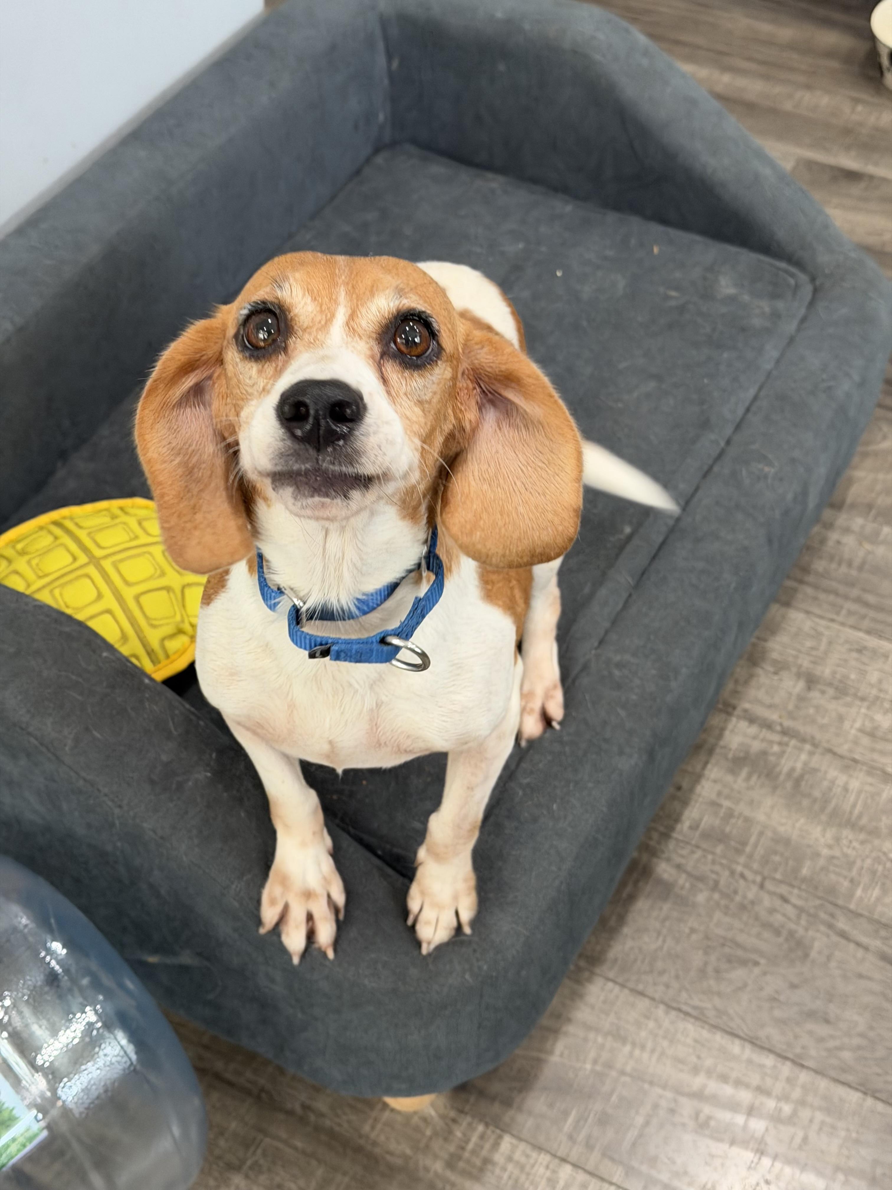 Enlarge Minnie, a ADOPTABLE Beagle in Mahwah, NJ image 3/6