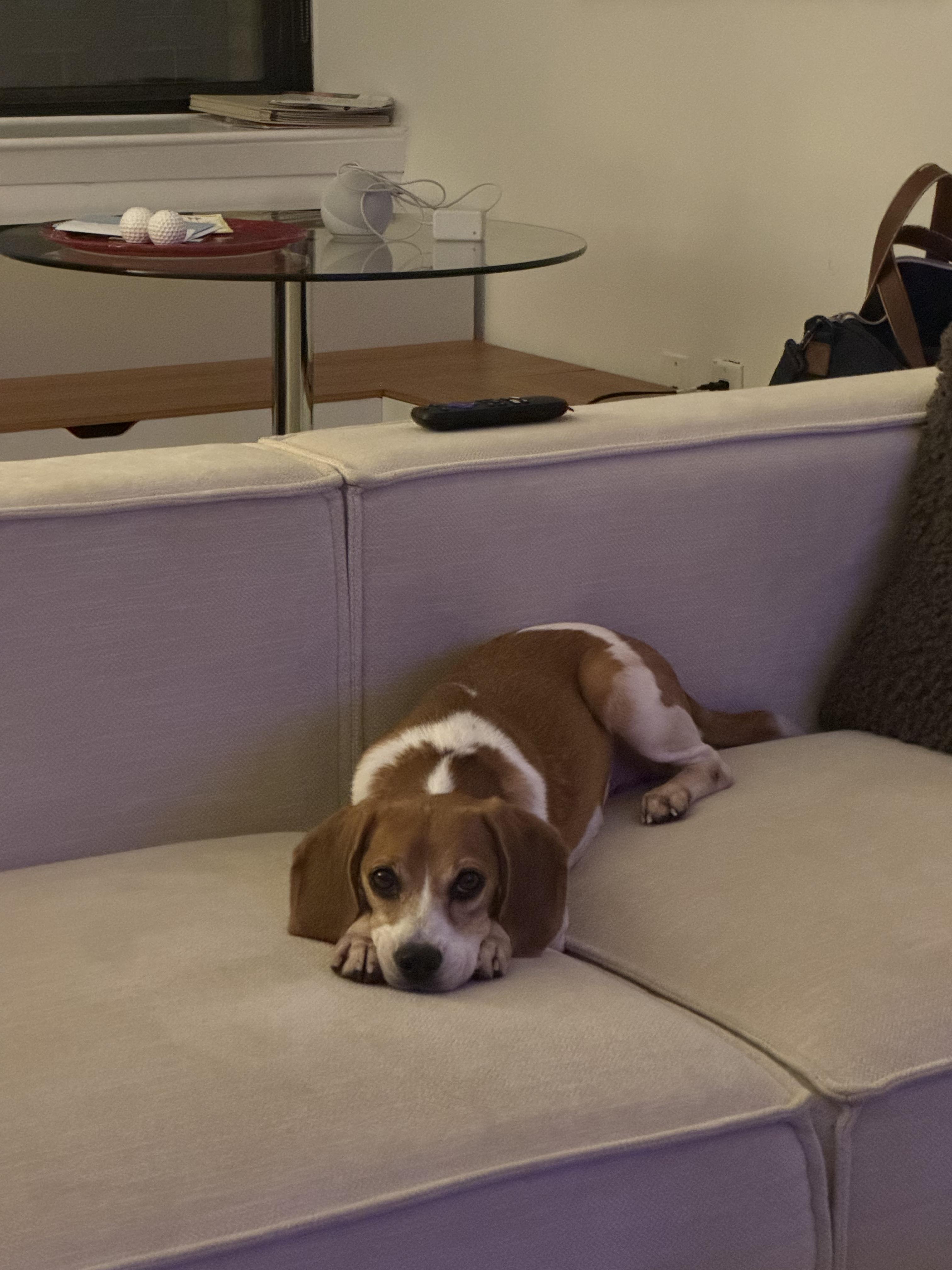 Enlarge Minnie, a ADOPTABLE Beagle in Mahwah, NJ image 6/6