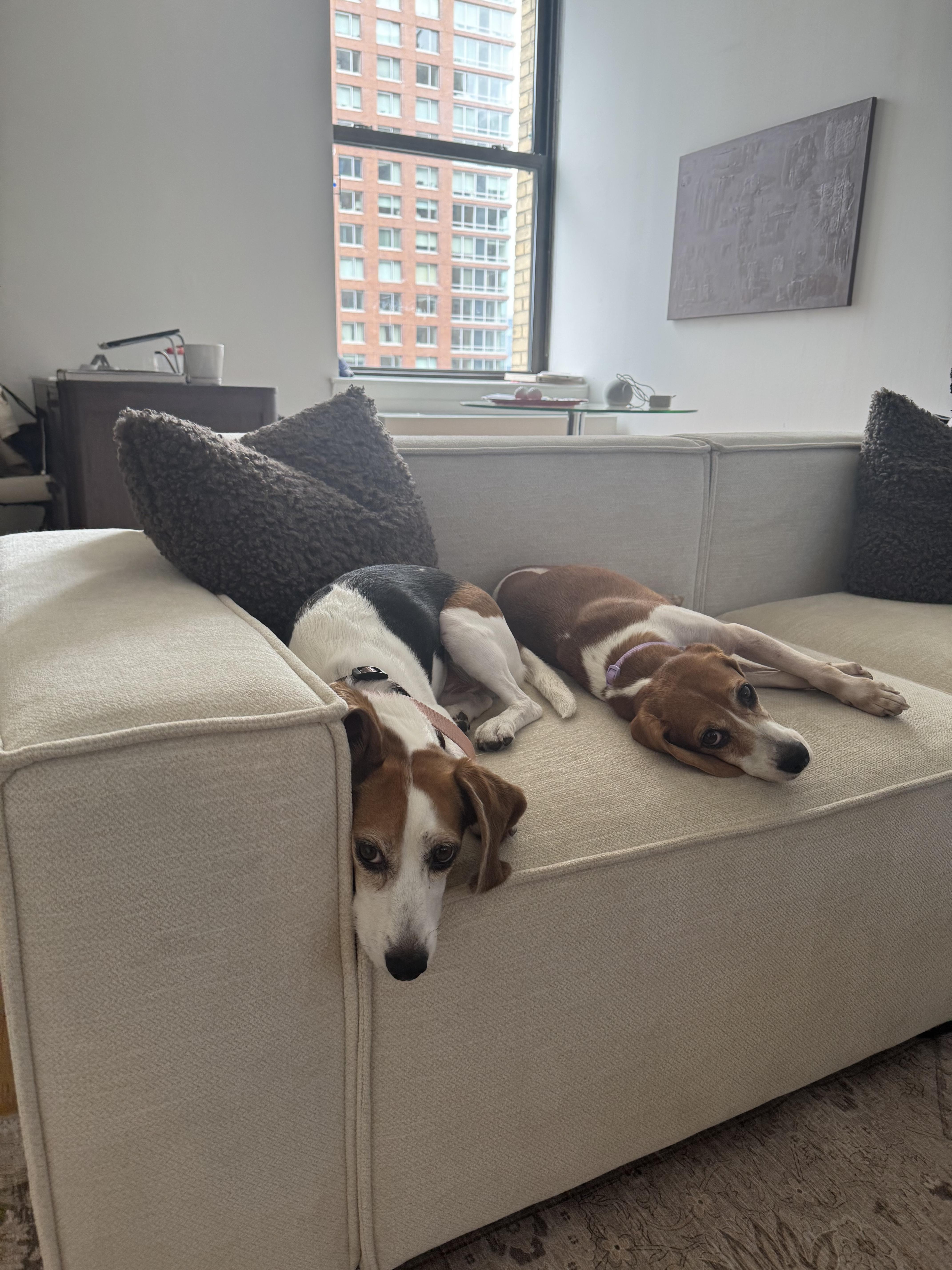Enlarge Minnie, a ADOPTABLE Beagle in Mahwah, NJ image 4/6