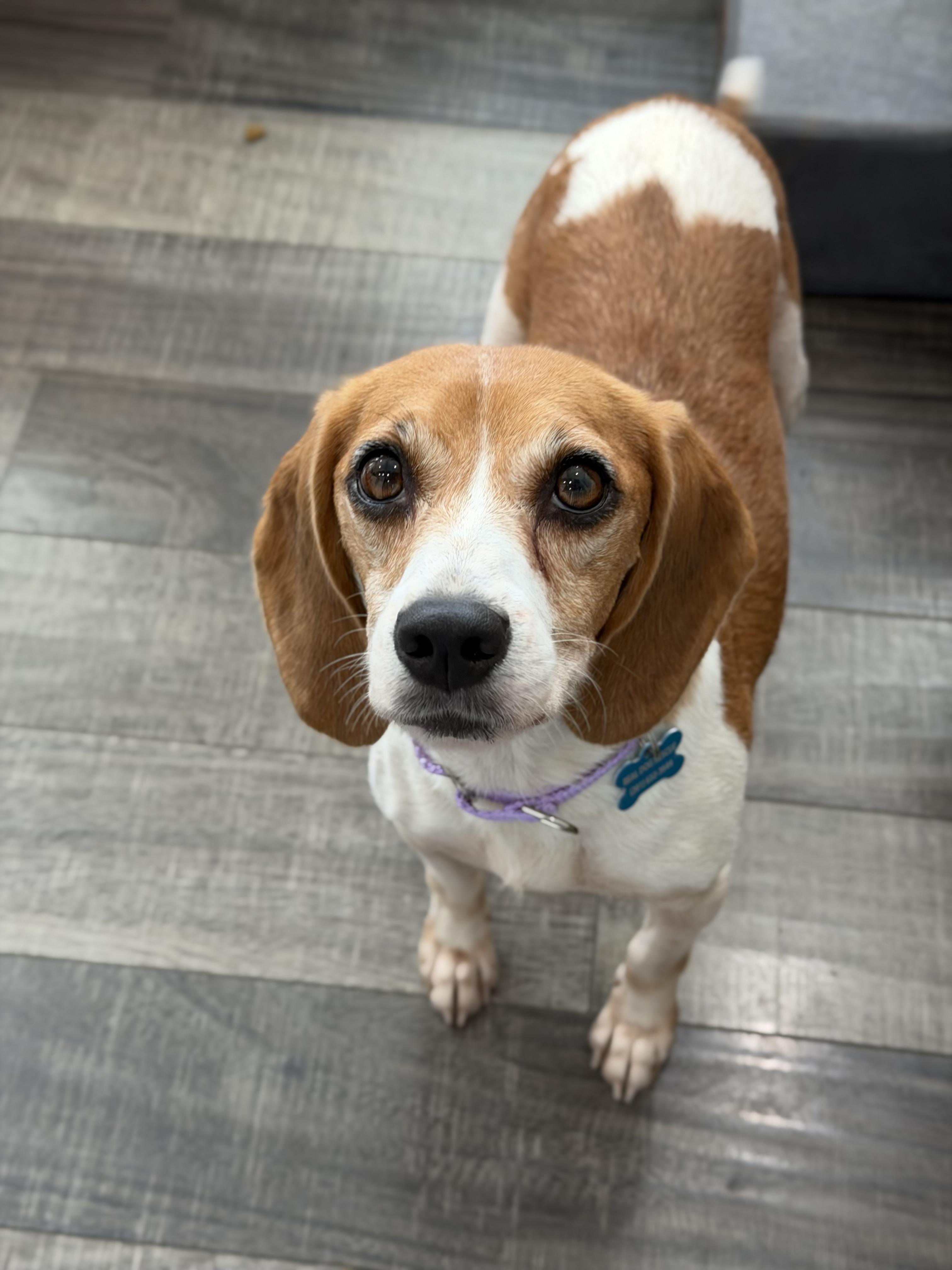 Minnie, ADOPTABLE, Adult Female Beagle.