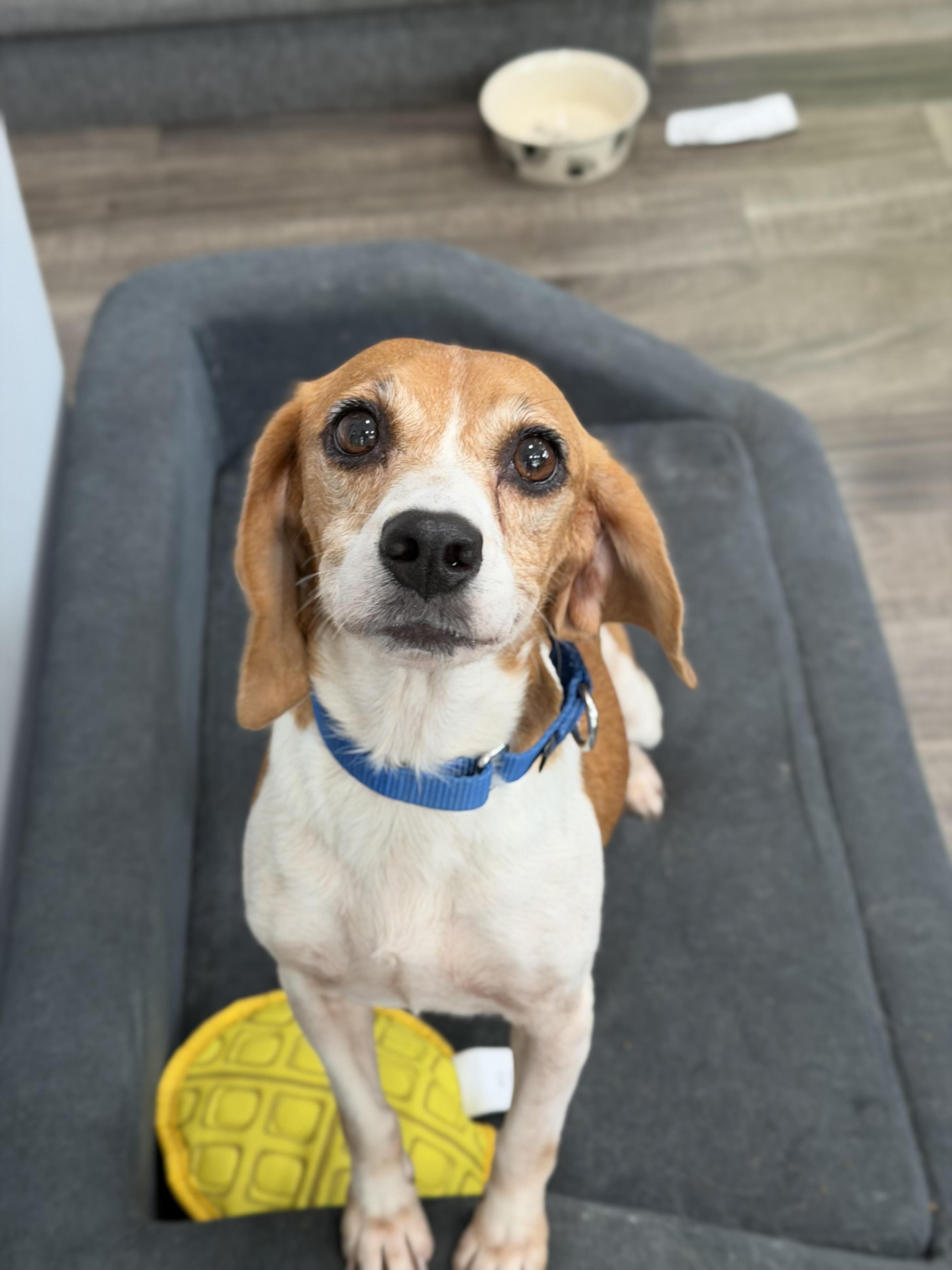 Enlarge Minnie, a ADOPTABLE Beagle in Mahwah, NJ image 2/6
