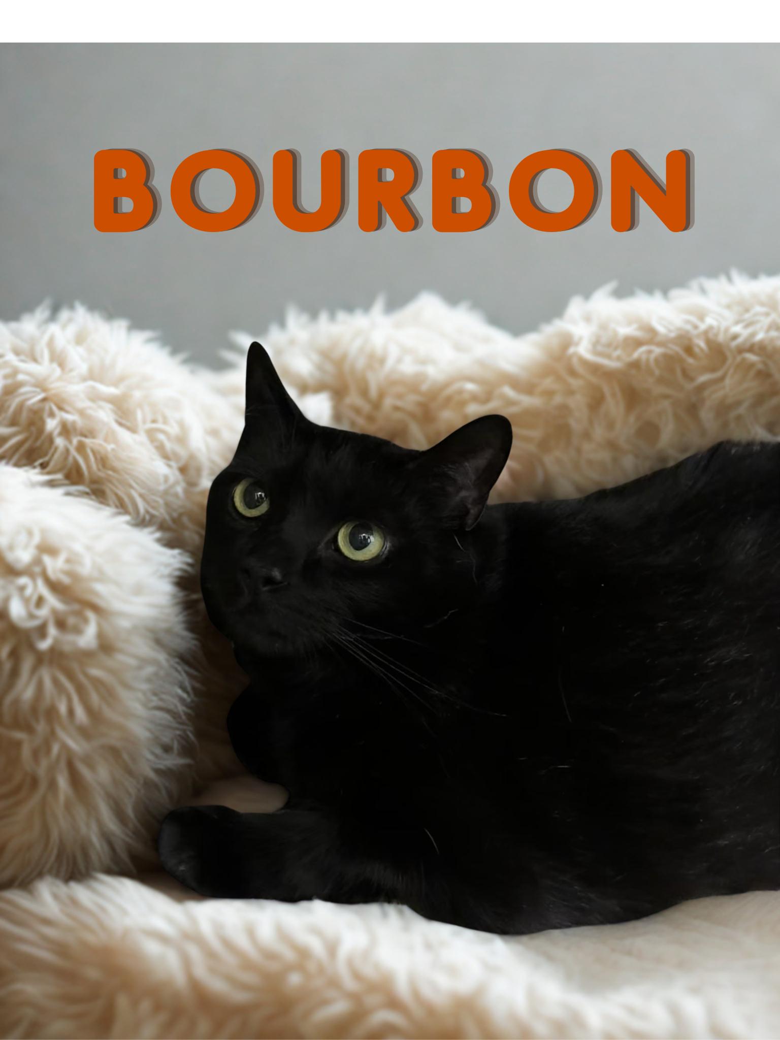 Enlarge Bourbon, a ADOPTABLE Domestic Short Hair in Orleans, VT image 2/2