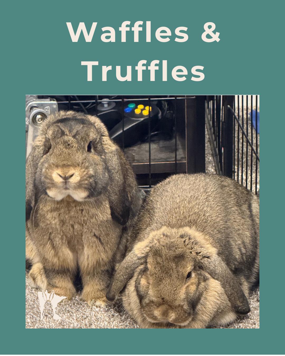 Truffles, Adopted, Young Female Mini Lop.