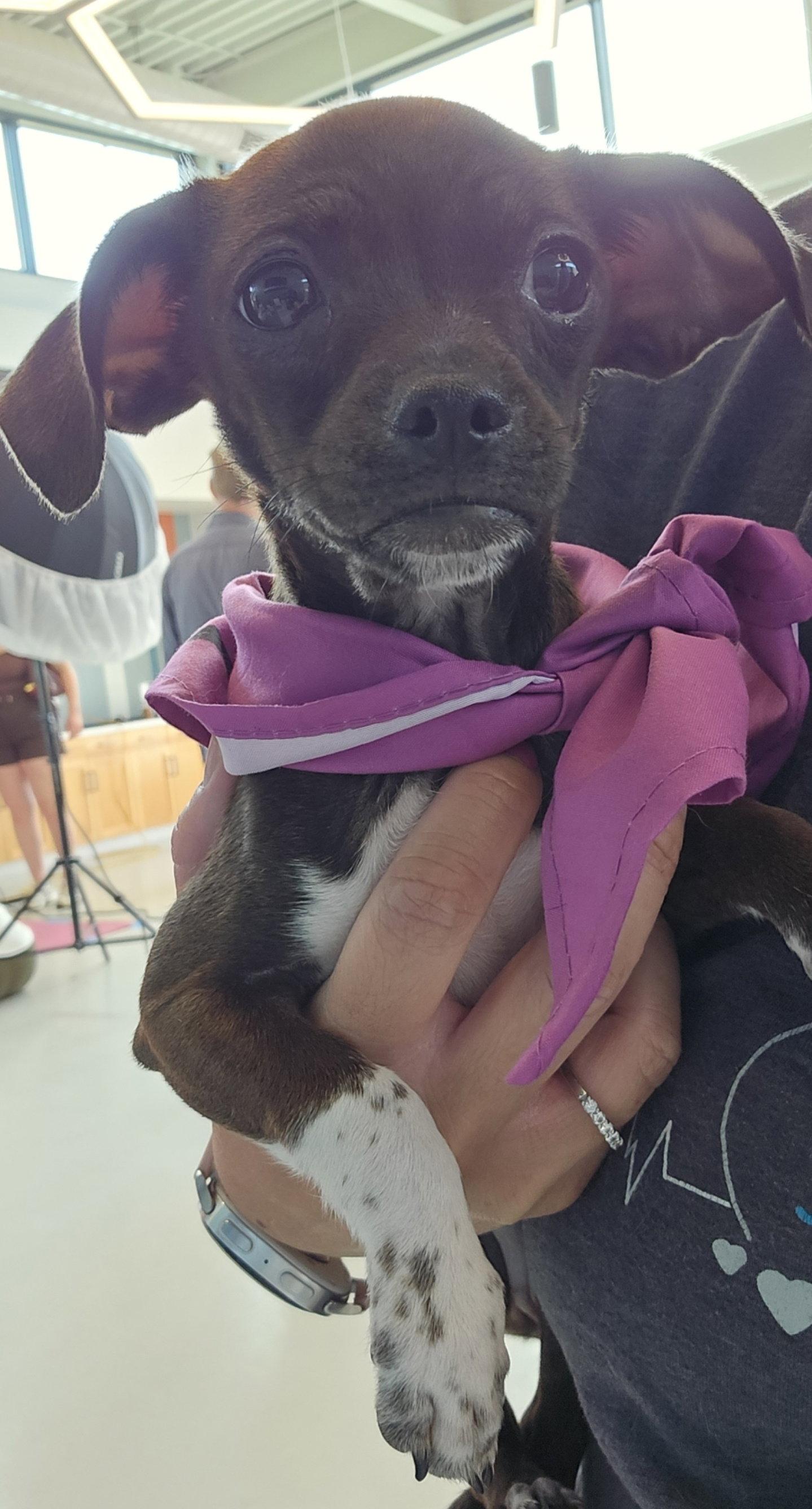 Enlarge Baleigh, a Adopted mixed breed in Rosenberg, TX image 1/3