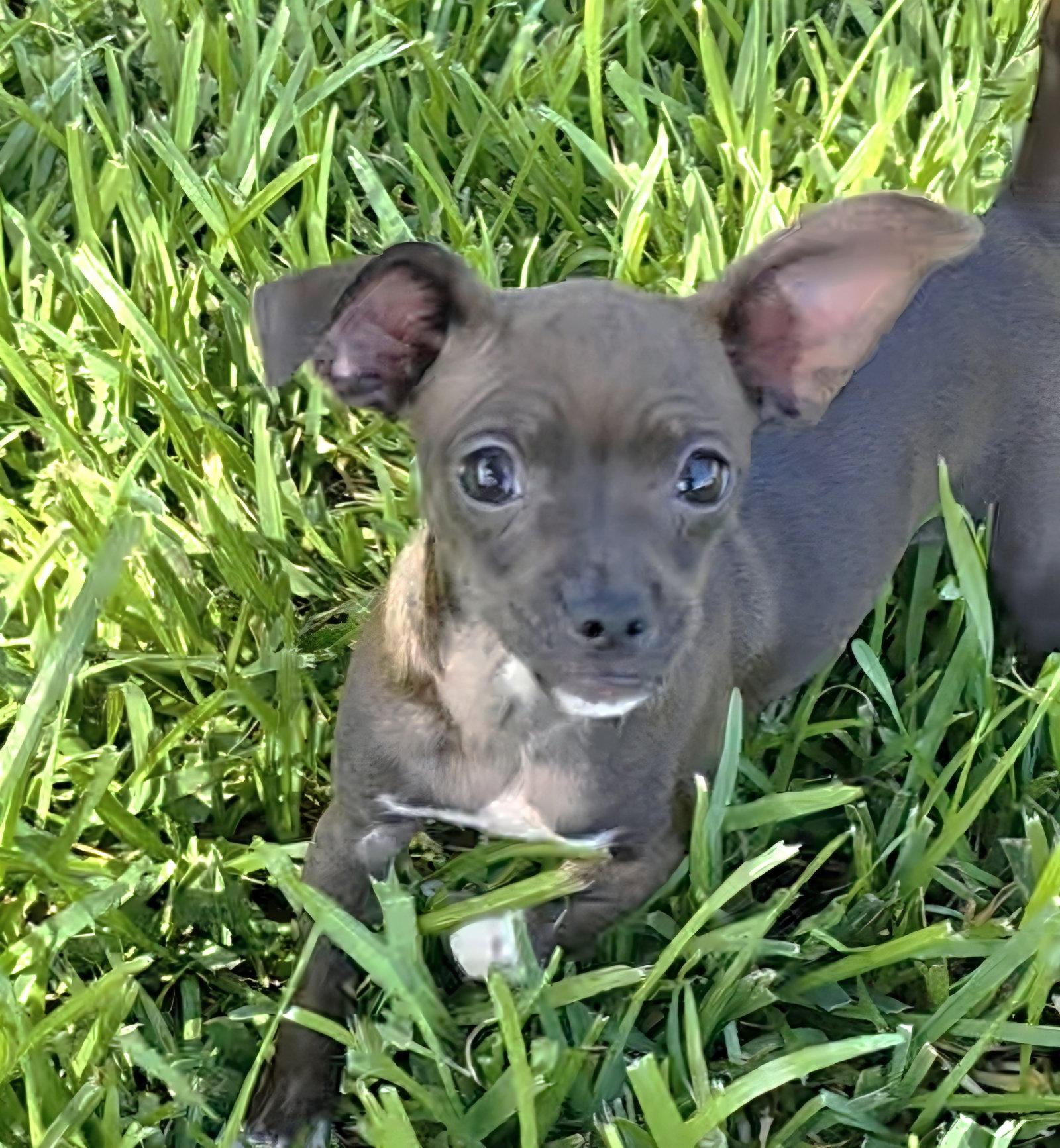 Enlarge Baleigh, a Adopted mixed breed in Rosenberg, TX image 2/3