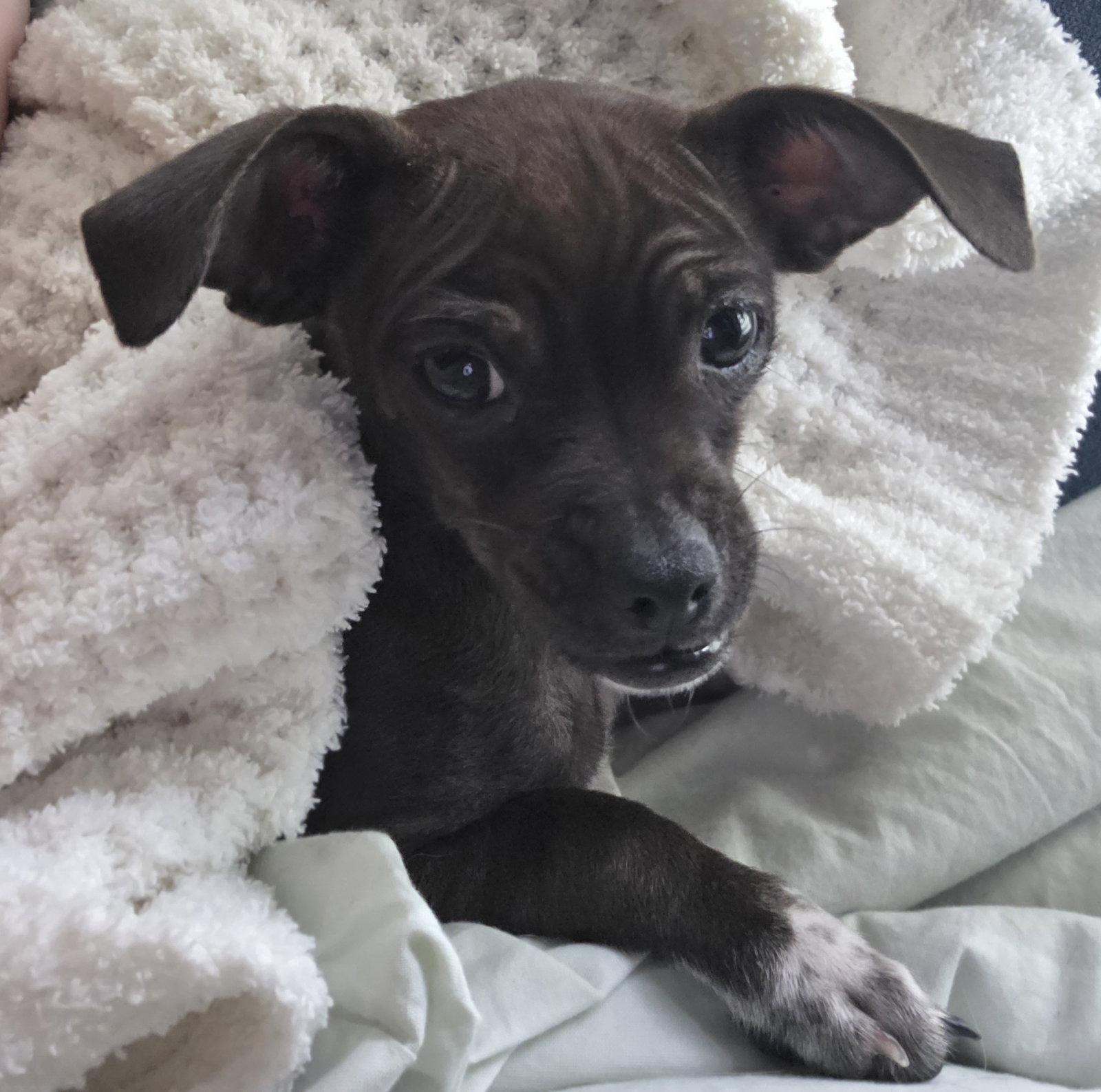 Enlarge Baleigh, a Adopted mixed breed in Rosenberg, TX image 3/3