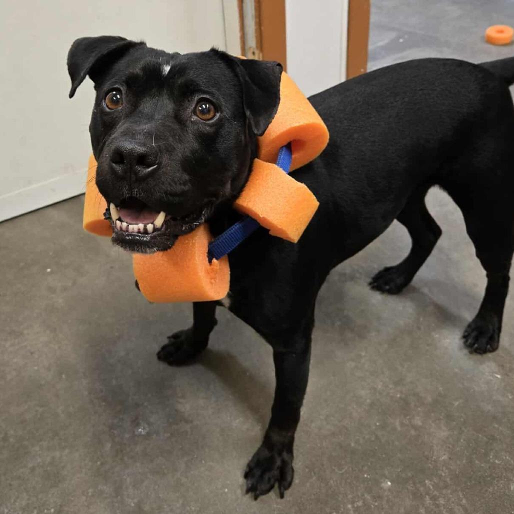 Enlarge Resa, a Adoptable Pit Bull Terrier in Flower Mound, TX image 1/1
