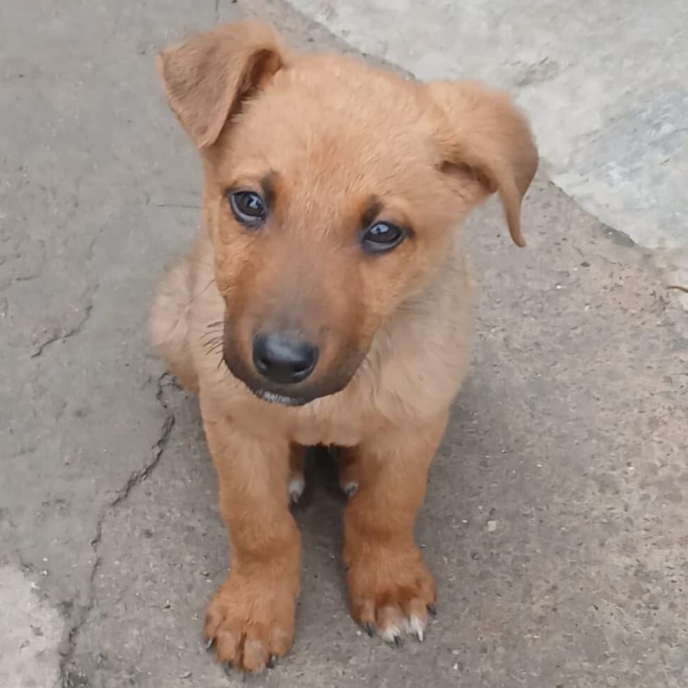 Enlarge Hopper, a ADOPTABLE Mixed Breed in Tijuana, BCN image 1/1