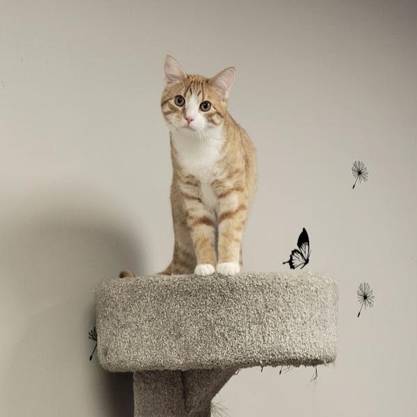 Enlarge Ranger, a Adoptable Domestic Short Hair in Grand Island, NE image 1/2