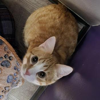 Ranger, Adoptable, Young Male Domestic Short Hair.