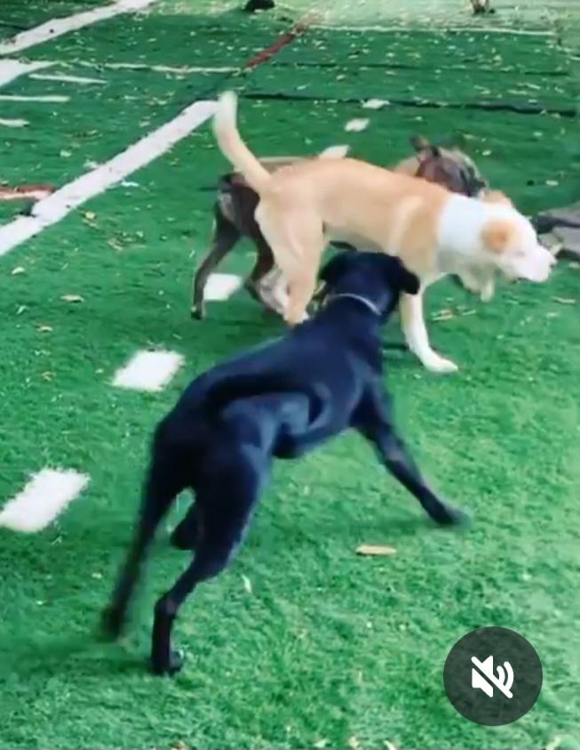 Rudy, a Adoptable mixed breed in Clifton, VA image 4/5