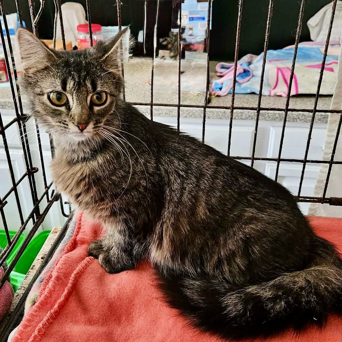 Enlarge Hope, an adopted mixed breed in Myrtle Beach, SC image 2/4