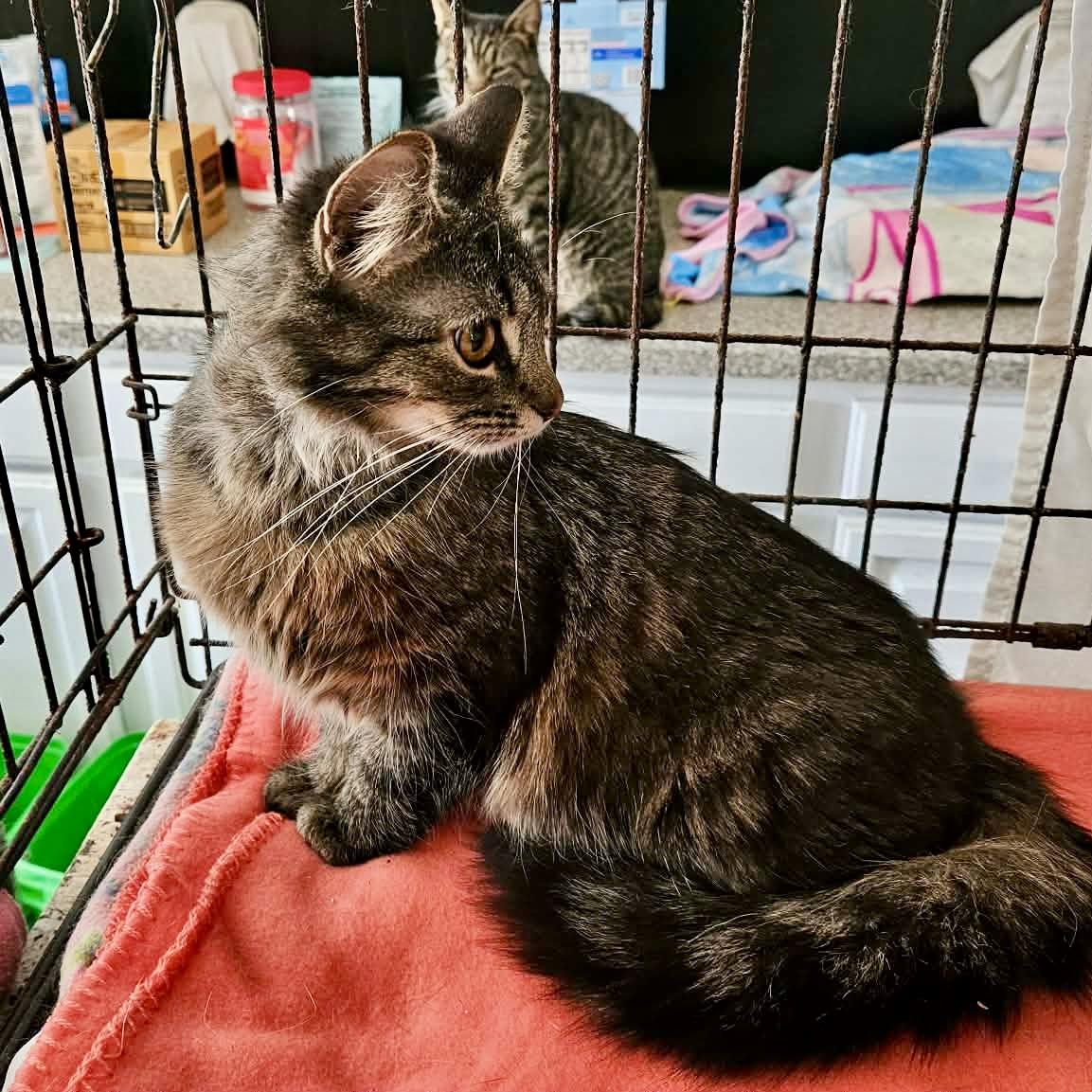 Enlarge Hope, an adopted mixed breed in Myrtle Beach, SC image 3/4