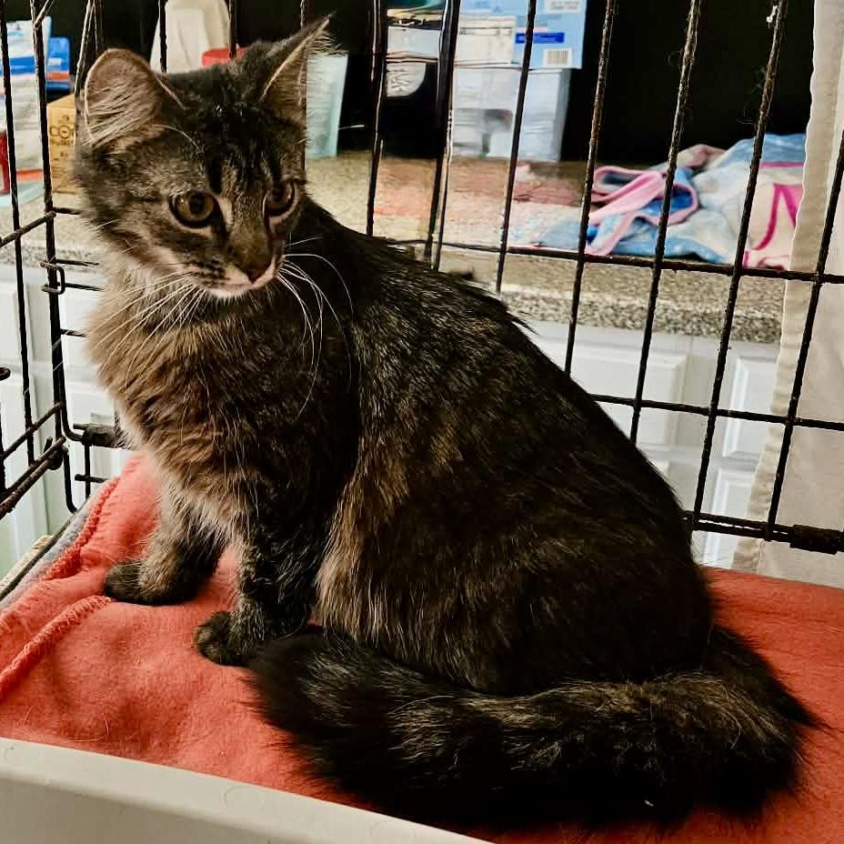 Hope, adopted, Young Female Tabby & Domestic Long Hair.