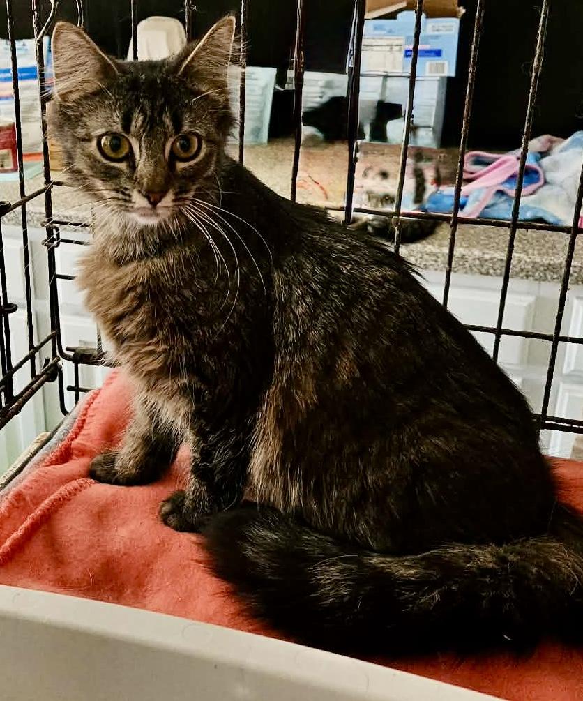 Enlarge Hope, an adopted mixed breed in Myrtle Beach, SC image 4/4