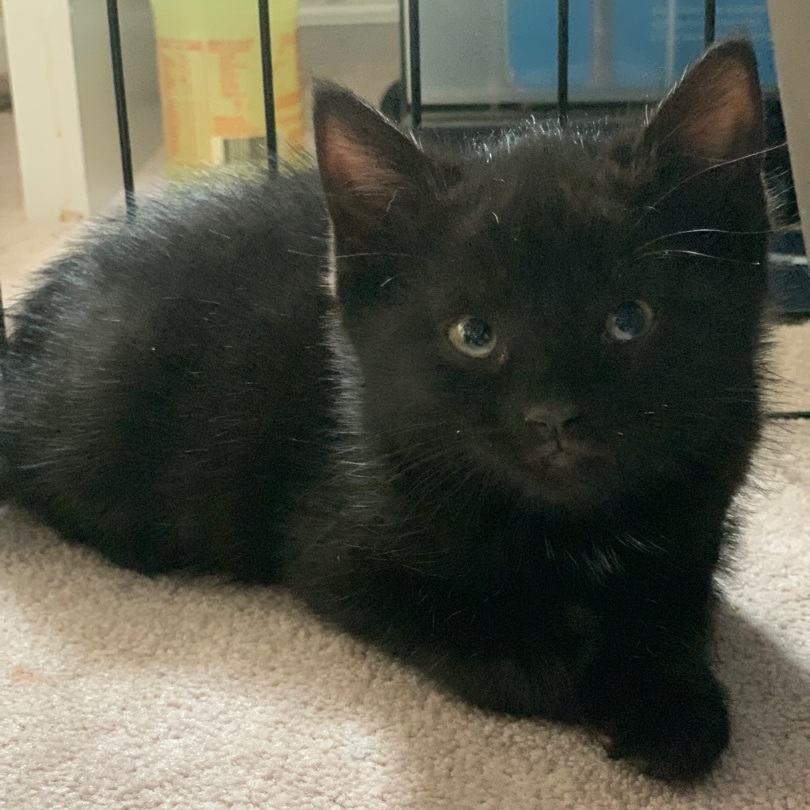 Ester, Baby Female American Shorthair