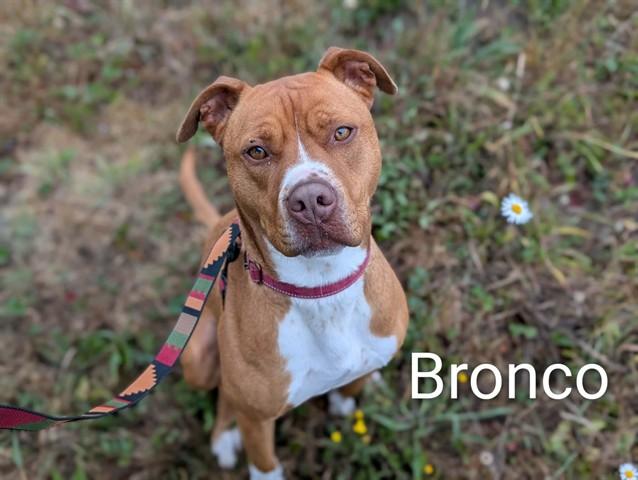 Enlarge BRONCO, a Adoptable mixed breed in McKinleyville, CA image 1/1