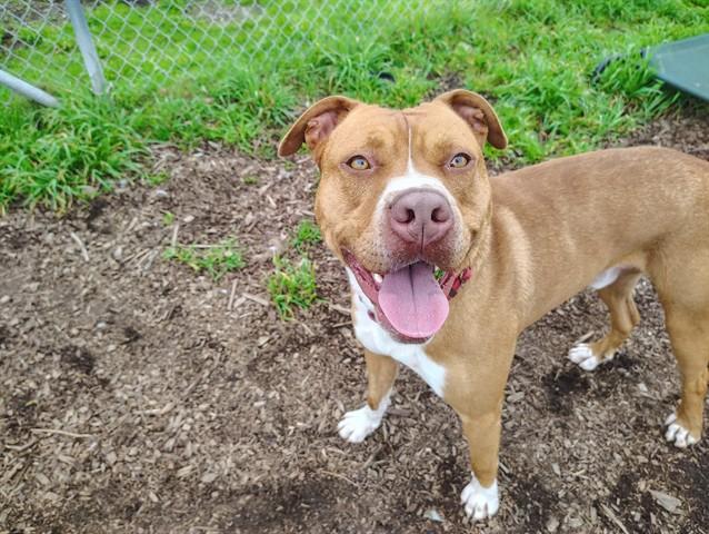 BRONCO, Adoptable, Young Male Pit Bull Terrier & Boxer.
