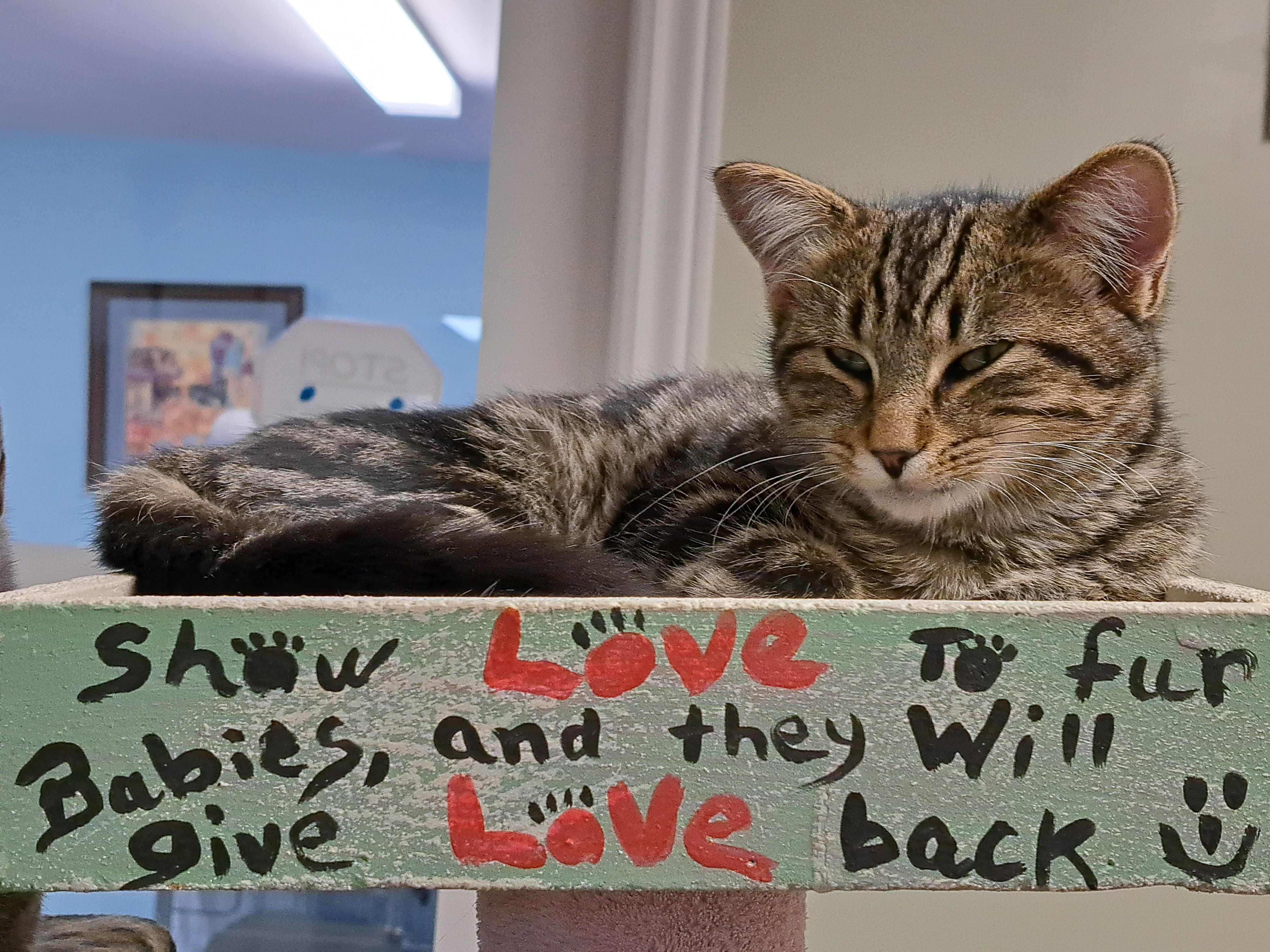 Yahtzee, Adoptable, Adult Male Domestic Short Hair.