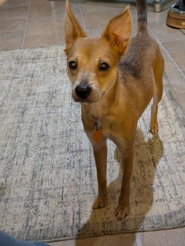 Enlarge Mona, a Adopted mixed breed in Scottsburg, IN image 3/3