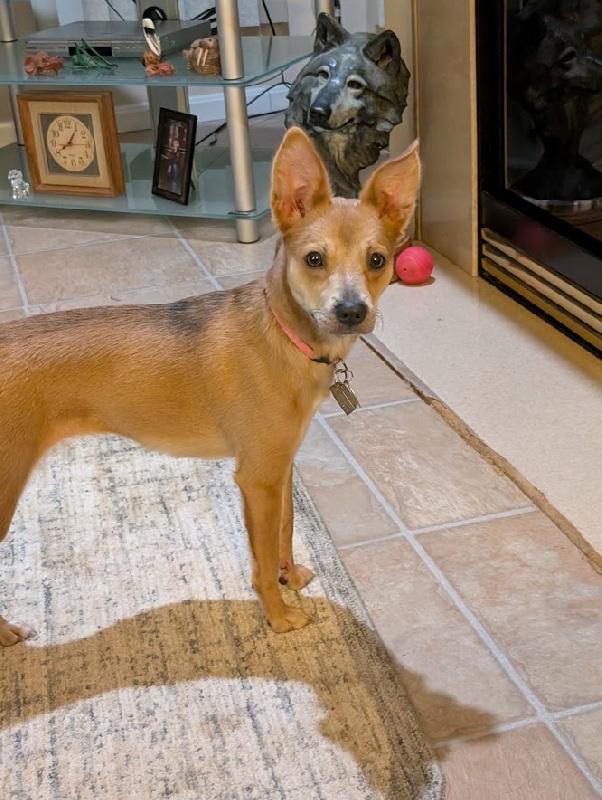 Enlarge Mona, a Adopted mixed breed in Scottsburg, IN image 2/3