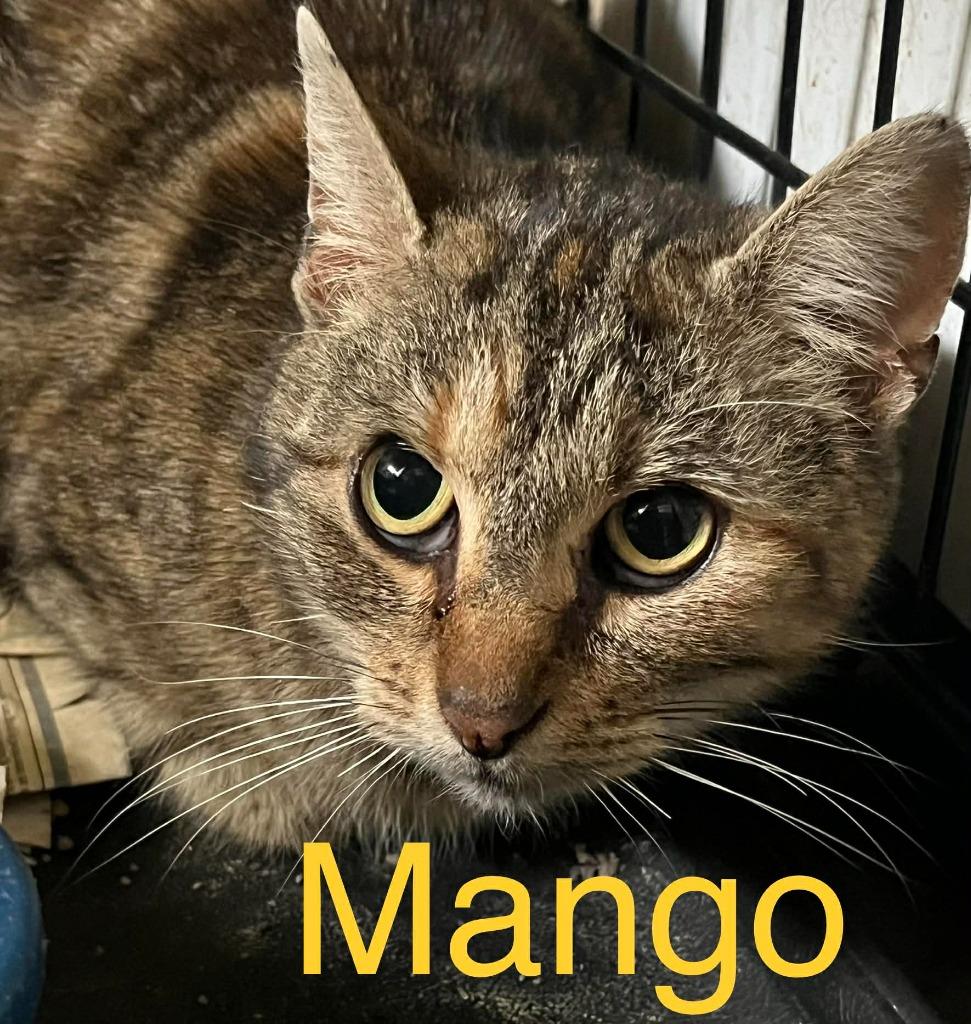 Mango, Adoptable, Young Female Domestic Short Hair.