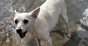 Enlarge Braun, a Adoptable mixed breed in Marietta, GA image 1/5