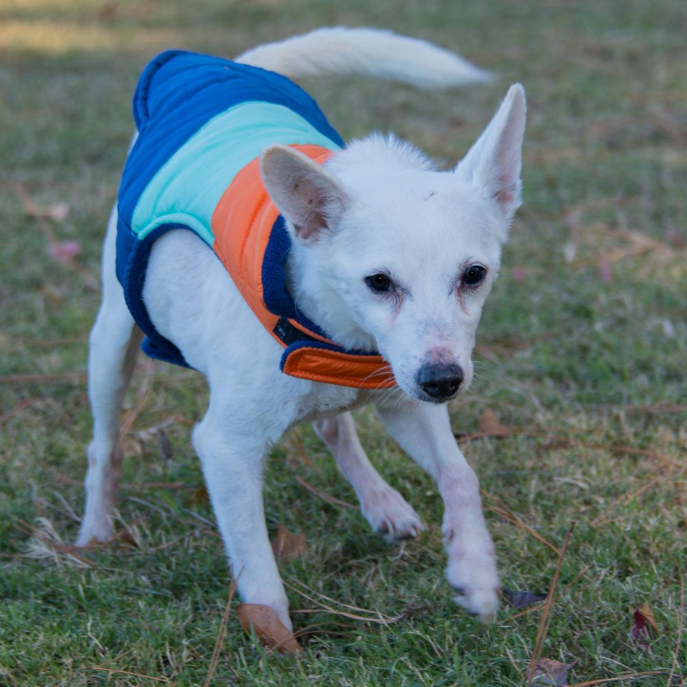 Enlarge Braun, a Adoptable mixed breed in Marietta, GA image 2/5