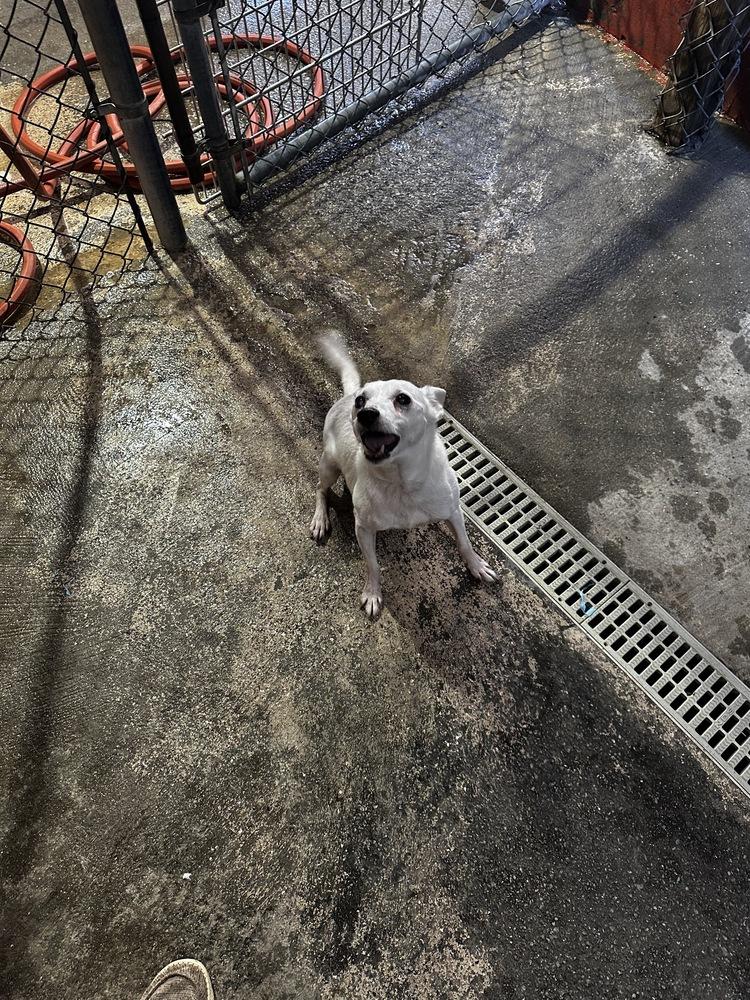 Enlarge Braun, a Adoptable mixed breed in Marietta, GA image 3/5