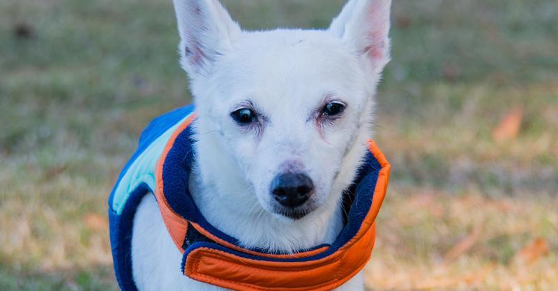Enlarge Braun, a Adoptable mixed breed in Marietta, GA image 4/5