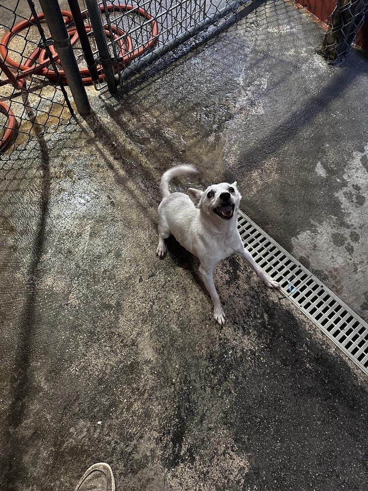 Enlarge Braun, a Adoptable mixed breed in Marietta, GA image 5/5